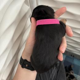 Dachshund Puppies from Mavericks Mini Dachshunds