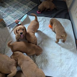 Cucumber (male 3) - Dark golden male Golden Retriever puppy in Wendell, Minnesota from Floden Farm Golden Retrievers