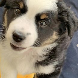 Miniature Australian Shepherds from Altenhofel Aussies