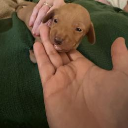 Garfield - Red male Dachshund puppy in Madisonville, Texas from Little B’s Dachshund Farm
