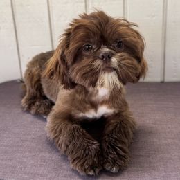 Nugget - Liver male Shih Tzu puppy in Mountain View, Hawaii from Krazy Island Shih Tzu