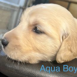 Aqua Boy - Golden Golden Retriever puppy in Chatsworth, New Jersey from Personalized Dog Training - Windisch Goldens