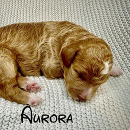 Aurora - Apricot female Aussiedoodle puppy in Upper Lake, California from Redwood Aussiedoodles