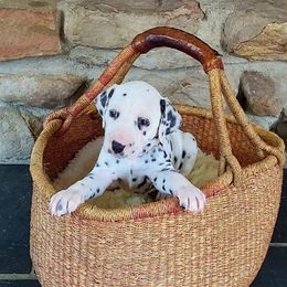 Ms. Purple - White and black female Dalmatian puppy in Troutville, Virginia from Mountain Pass Barn