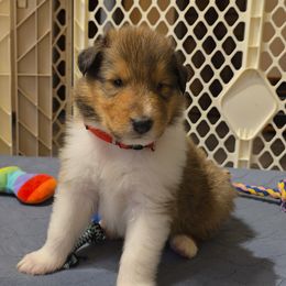 Boy 4 - Collie puppy in Temple, Pennsylvania from Rimma's Collies