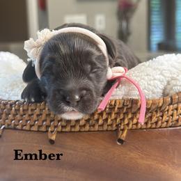 Ember - Chocolate female Australian Labradoodle puppy in Citrus Heights, California from Elite Blend Labradoodles
