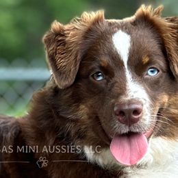Australian Shepherds, Miniature Australian Shepherds, and Toy Australian Shepherds from Rigas Mini Aussies LLC