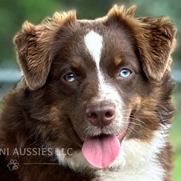 Australian Shepherds, Miniature Australian Shepherds, and Toy Australian Shepherds from Rigas Mini Aussies LLC