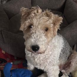 Zorka - Wire Fox Terrier