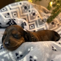 Landon - Wild  boar and tan male Dachshund puppy in Queen Creek, Arizona from Western Weens