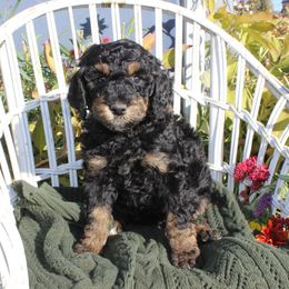 White Collar - Phantom female Poodle puppy in Pendleton, Oregon from Wilks Pups - Standard Poodles