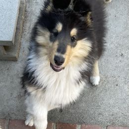 Waldo - Collie
