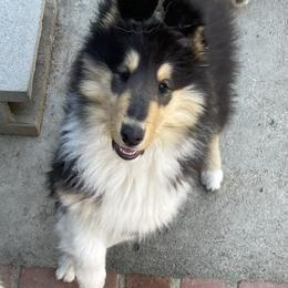 Waldo - Collie