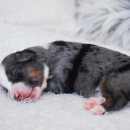 Brigg - Blue merle male Miniature American Shepherd puppy in Chocowinity, North Carolina from Foxtail Hollow