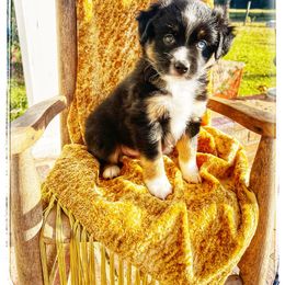 Leo - Black tri male Miniature Australian Shepherd puppy in Louisville, Mississippi from Kristy’s Kennels