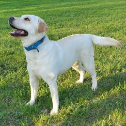 Labrador Retriever All Grown Up from Tall Pine Labradors LLC