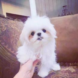 Emma - Maltese