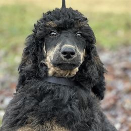 Eden - Phantom Poodle puppy in North Carolina from The Silver Collar