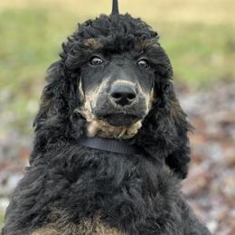 Eden - Phantom Poodle puppy in North Carolina from The Silver Collar