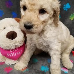Bernedoodle, Goldendoodle, and Poodle Puppies from Granton Creek