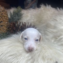 Angel - Cream female Dachshund puppy in Washburn, Tennessee from Clinch Mountain Dachshunds