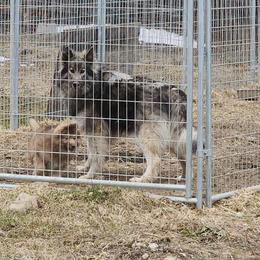 Native American Indian Dog Puppies from Corn Moon Kennels: a member of the Native American Indian Dog Preservation Project
