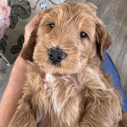 Ringo - Apricot male Goldendoodle puppy in Gilbert, Arizona from DogHouse Doodles
