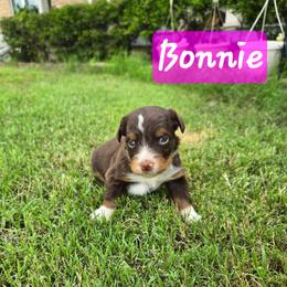 Bonnie - Red tri female Toy Australian Shepherd puppy in Forney, Texas from Texas Talent Toy Aussie's and Labs
