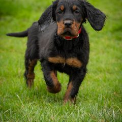 Red Girl - Black and tan female Gordon Setter puppy in Gordonville, Pennsylvania from Blue Ribbon Setters