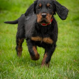 Red Girl - Black and tan female Gordon Setter puppy in Gordonville, Pennsylvania from Blue Ribbon Setters