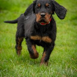 Red Girl - Black and tan female Gordon Setter puppy in Gordonville, Pennsylvania from Blue Ribbon Setters