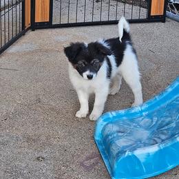 Echo - female Sporty Mix puppy in Algona, Iowa from Ebonheart Kennel