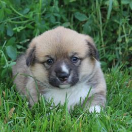 Daffodil - Sable female Pembroke Welsh Corgi puppy in North Manchester, Indiana from Covered Bridge Corgis