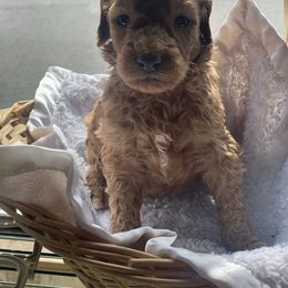 Aussiedoodle Puppies from Danie’s Doggie Den