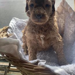 Aussiedoodle Puppies from Danie’s Doggie Den
