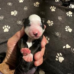 Vivi - Black tri female Miniature Australian Shepherd puppy in Asheboro, North Carolina from Stellar Aussies