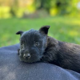 Scottish Terrier and Toy Australian Shepherd Puppies from Pecan Creek