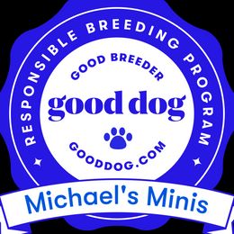 Miniature Schnauzer puppies from Michael's Minis