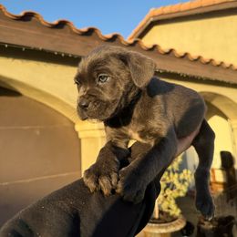 Cane Corso Puppies from ThinLine Cane Corso