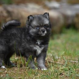 Baz - Wolf sable male Pomsky puppy in Coos Bay, Oregon from Ocean View Pomskies