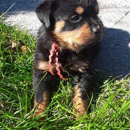 Rottweiler Puppies from Lori's Rottweilers