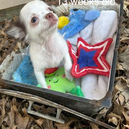 Chihuahua Puppies from My Crzy Chihuahuas