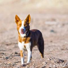 McNab puppies from Vanir McNab Shepherds