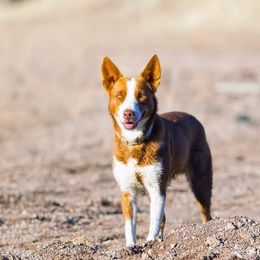 McNab puppies from Vanir McNab Shepherds