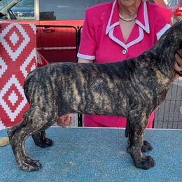 Yellow Girl - Great Dane puppy from 7Sisters Great Danes