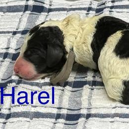 Harel - Black and white male Sheepadoodle puppy in Chesapeake, Virginia from Doodle-Cove