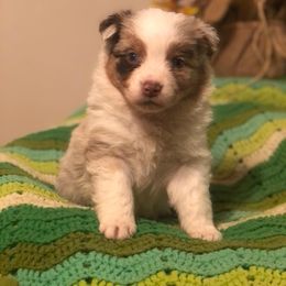 Australian Shepherd and Toy Australian Shepherd Puppies from Dogs B4 Dudes Aussies