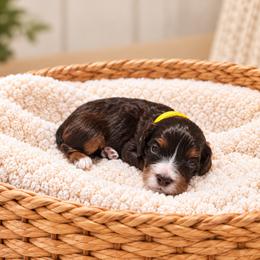 Malt - Brown male Cavapoo puppy in Floyd, Virginia from Hearts and Paws Poodles and Doodles