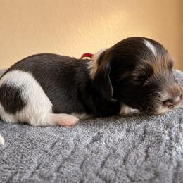 Red Collar - Piebald male Dachshund puppy in Crandall, Texas from The Weenie Hut LLC