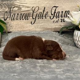 Tucker - White and red male Border Collie puppy in Moody, Texas from Narrow Gate Farm